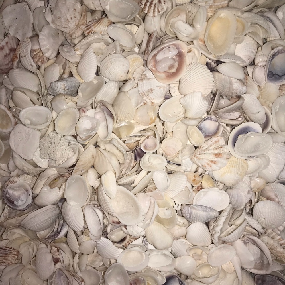 Florida Seashells